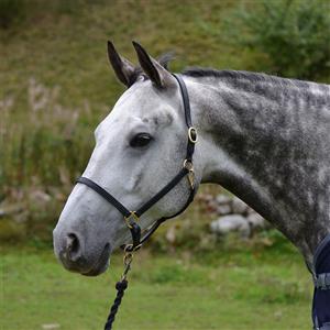 HS Lädergrimma Classic Neat